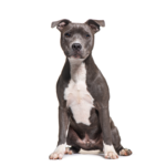 Group logo of American Staffordshire Terrier