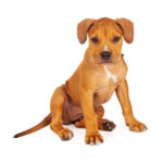 Group logo of American Pitbull Terrier