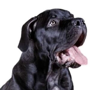 Group logo of Boerboel