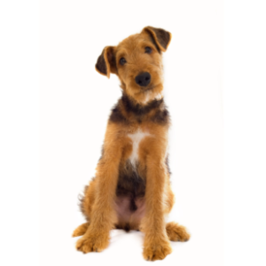 Group logo of Airedale Terrier