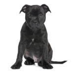 Group logo of Staffordshire Bull Terrier