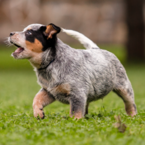 Group logo of Australian Cattle Dog