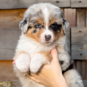 Group logo of Australian Shepard