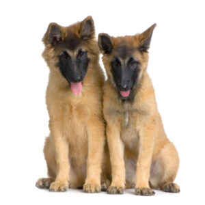 Group logo of Belgian Tervuren