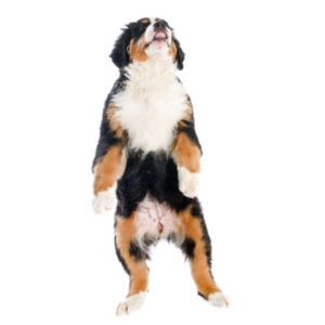 Group logo of Bernese Mountain Dog