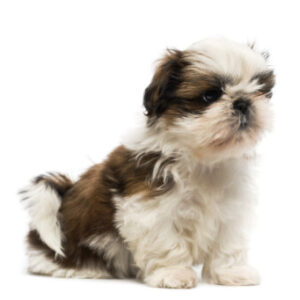 Group logo of Shih Tzu