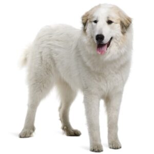 Group logo of Great Pyrenees