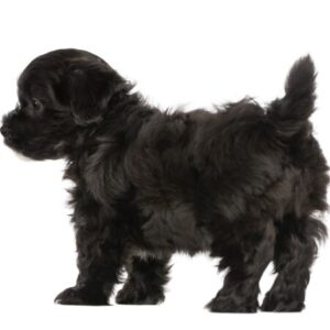 Group logo of Havanese