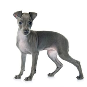 Group logo of Italian Greyhound