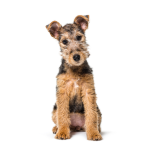 Group logo of Lakeland Terrier