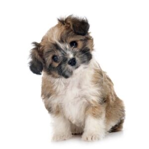 Group logo of Lhasa Apso