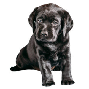 Group logo of Labrador Retriever