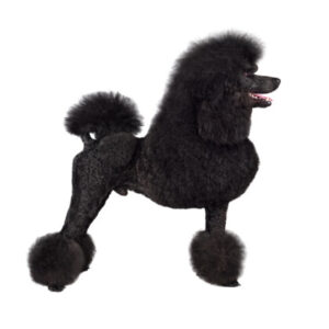 Group logo of Poodle