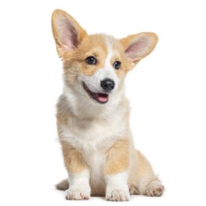 Group logo of Pembroke Welsh Corgi