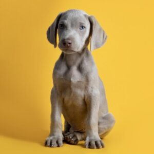 Group logo of Weimaraner